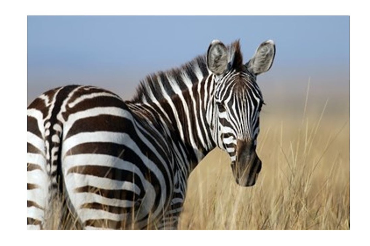 Zebra
